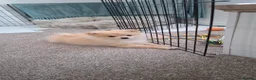 Pomeranian dogs for sale: Pomeranian Puppy - Advert 2