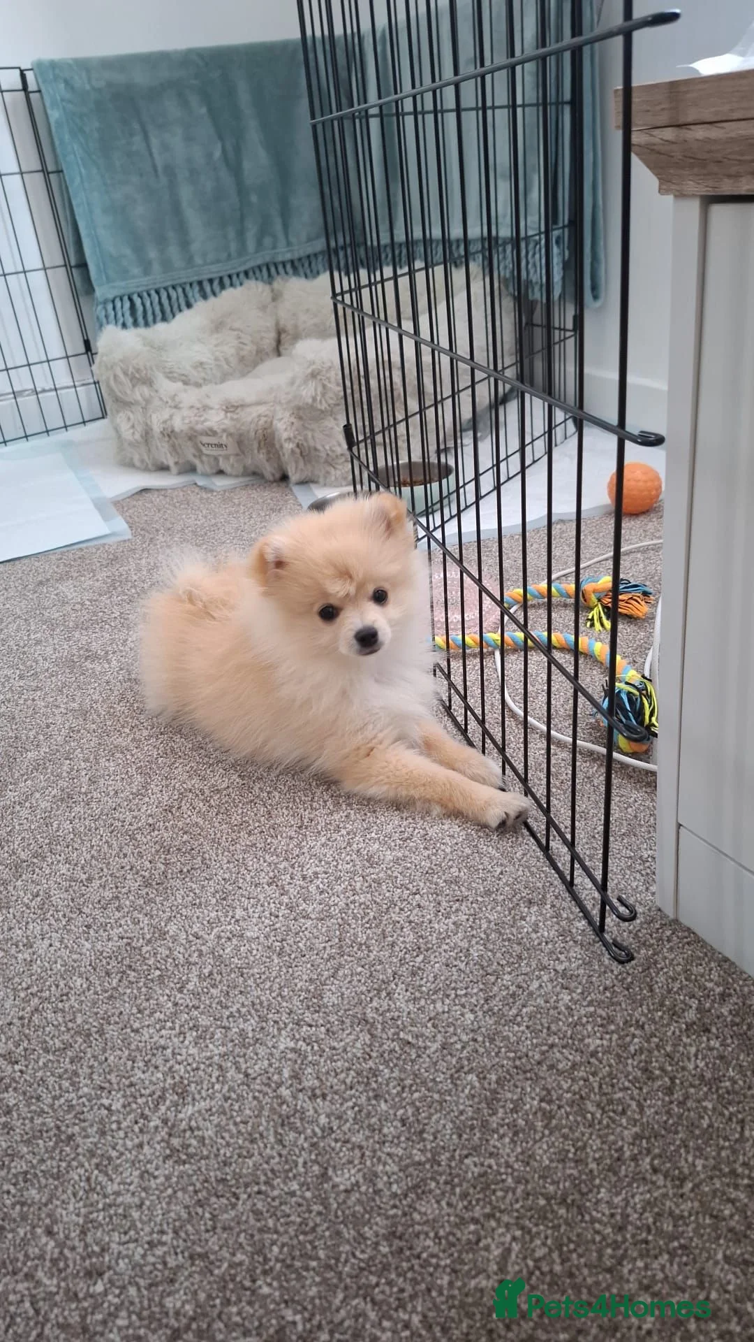 Pomeranian dogs for sale: Pomeranian Puppy - Advert 2