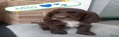 Cocker Spaniel 6