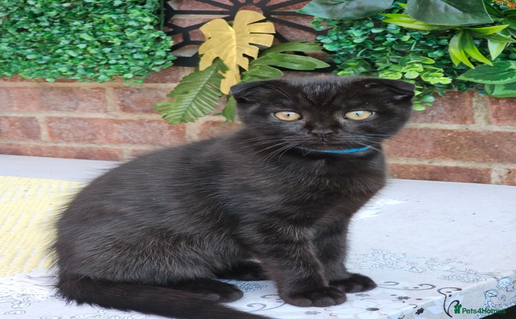 Mixed Breed cats - Advert 2