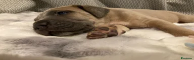 Indi