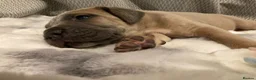 Cane Corso dogs for sale: Outstanding Cane Corsos | Champion Lines in Sheffield - Advert 9