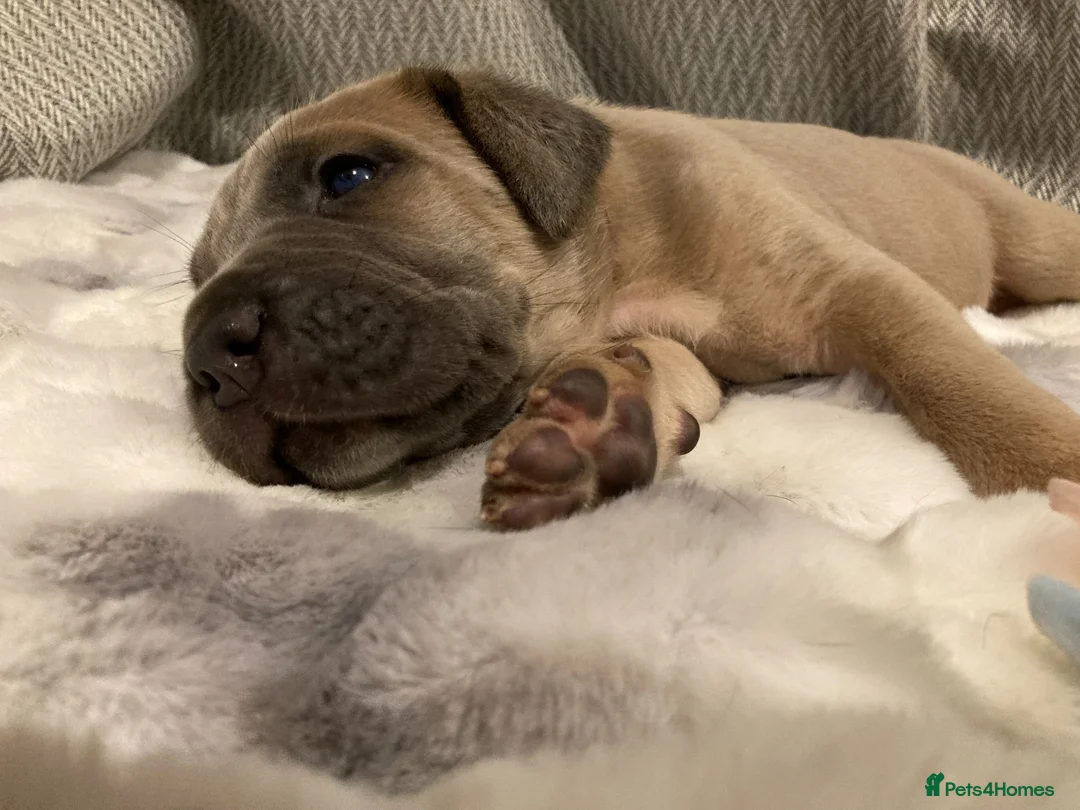 Cane Corso dogs for sale: Outstanding Cane Corsos | Champion Lines in Sheffield - Advert 9