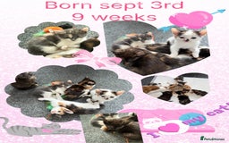Mixed Breed cats for sale: Kittens for sale - Image 1