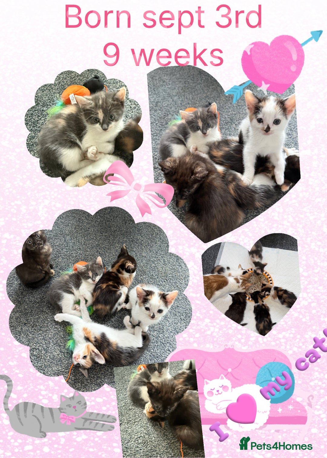 Mixed Breed cats for sale: Kittens for sale - Image 1