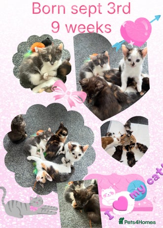 Mixed Breed cats - Advert 2