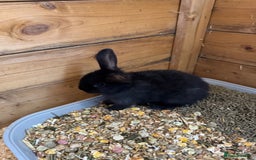 Mini Lop rabbits for sale: Mini lops - Image 11