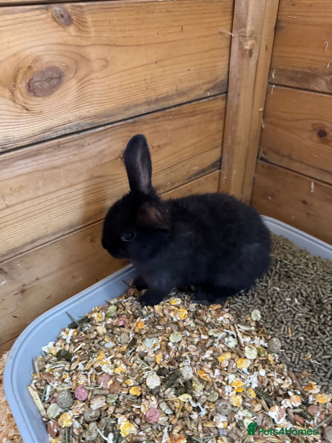 Mini Lop rabbits for sale: Mini lops - Image 11