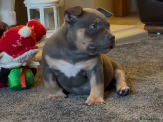 American Bully dogs Pocket Bully Puppies Ready to leave. - Advert 6