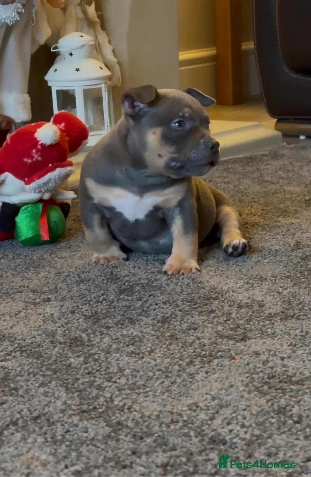 American Bully dogs for sale: 1 ABKC Pocket Bully puppy remaining - Advert 9