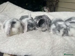 Mini Lop rabbits Mini lop rabbits - Advert 10