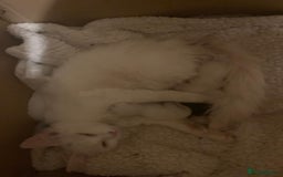 Ragdoll cats for sale: Two female Ragdoll kittens - Image 3