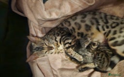 Bengal cats for sale: Pure pedigree bengals avaliable  - Image 6