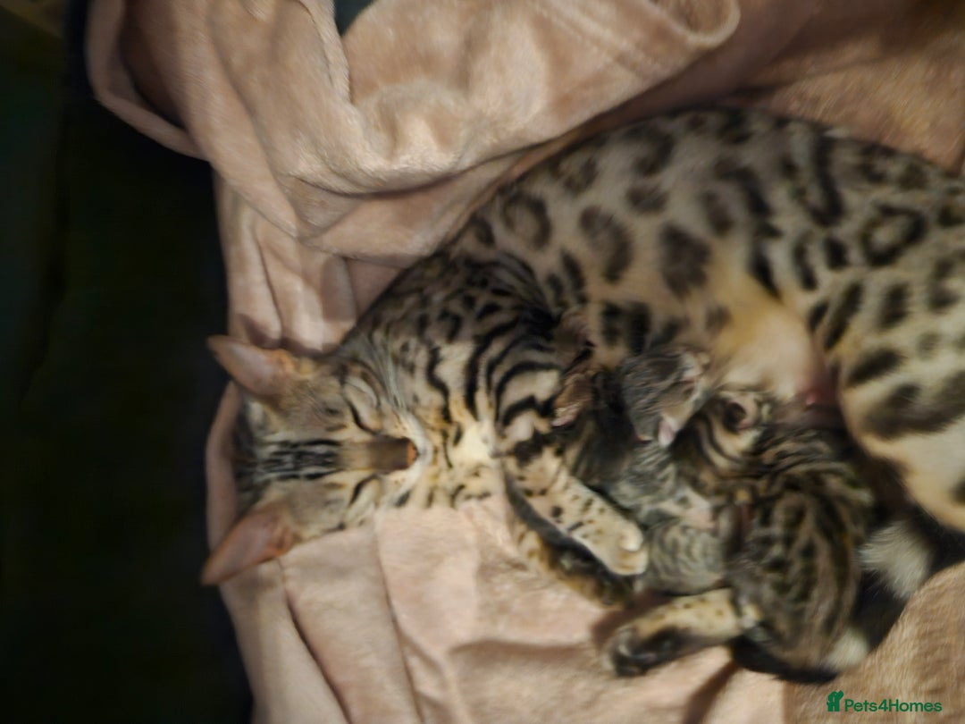 Bengal cats for sale: Pure pedigree bengals avaliable  - Image 6