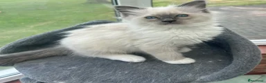 Ragdoll 4