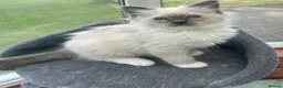 Ragdoll cats for sale: Beautiful GCCF Lilac/Blue Mitted kittens 🥇🐾 - Advert 5