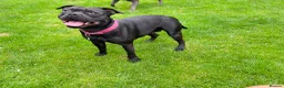 Staffordshire Bull Terrier dogs for sale: Bulscaff blood line both parents  in Wisbech - Advert 16