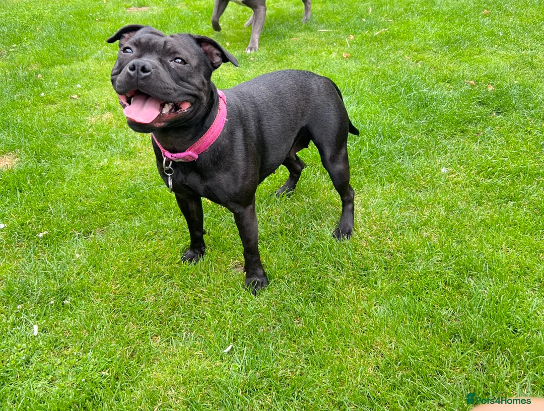 Staffordshire Bull Terrier dogs for sale: Bulscaff blood line both parents  in Wisbech - Advert 16