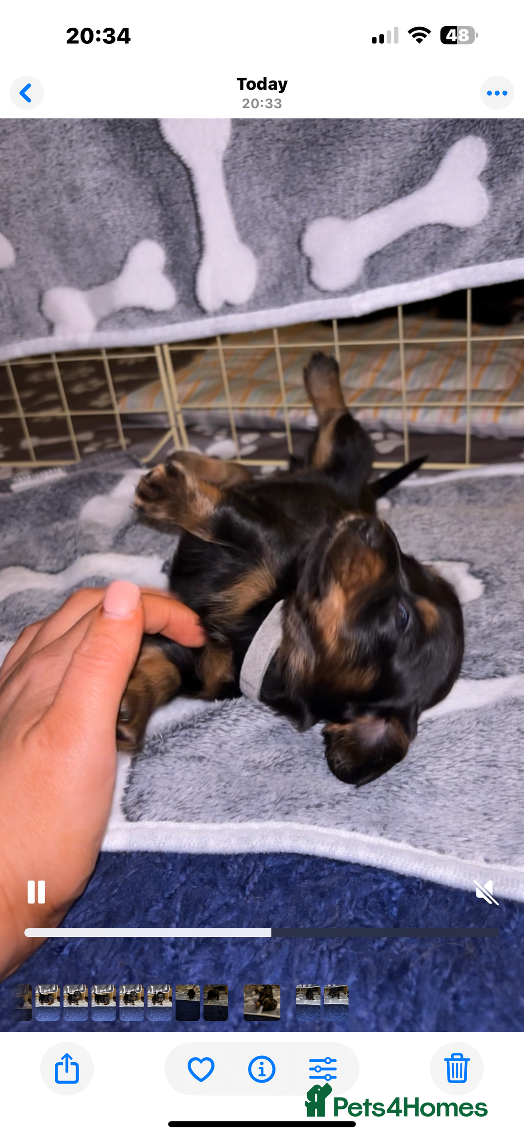 Miniature Dachshund dogs for sale: 2 female miniature dachshunds - Image 5