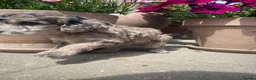 Cockapoo dogs for sale: Beautiful Litter of F1B Cockapoos🐶 - Advert 25