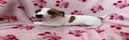 Jack Russell dogs for sale: 2 jack Russell puppies - Advert 18