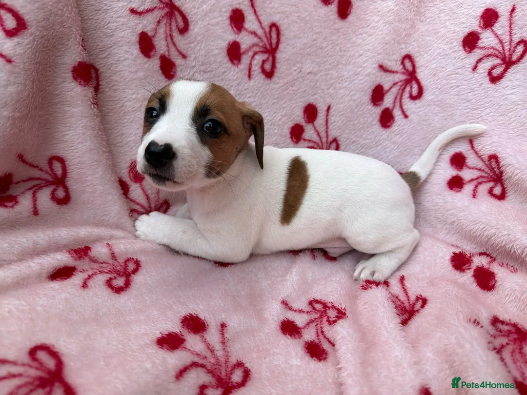 Jack Russell dogs for sale: 2 jack Russell puppies - Advert 18