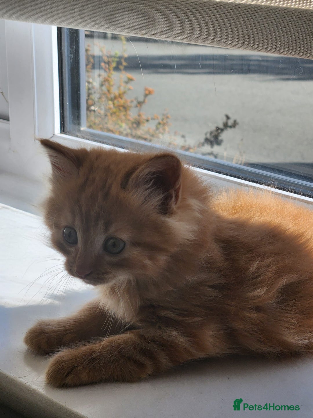 Mixed Breed cats for sale: Gorgeous Kittens  - Image 4