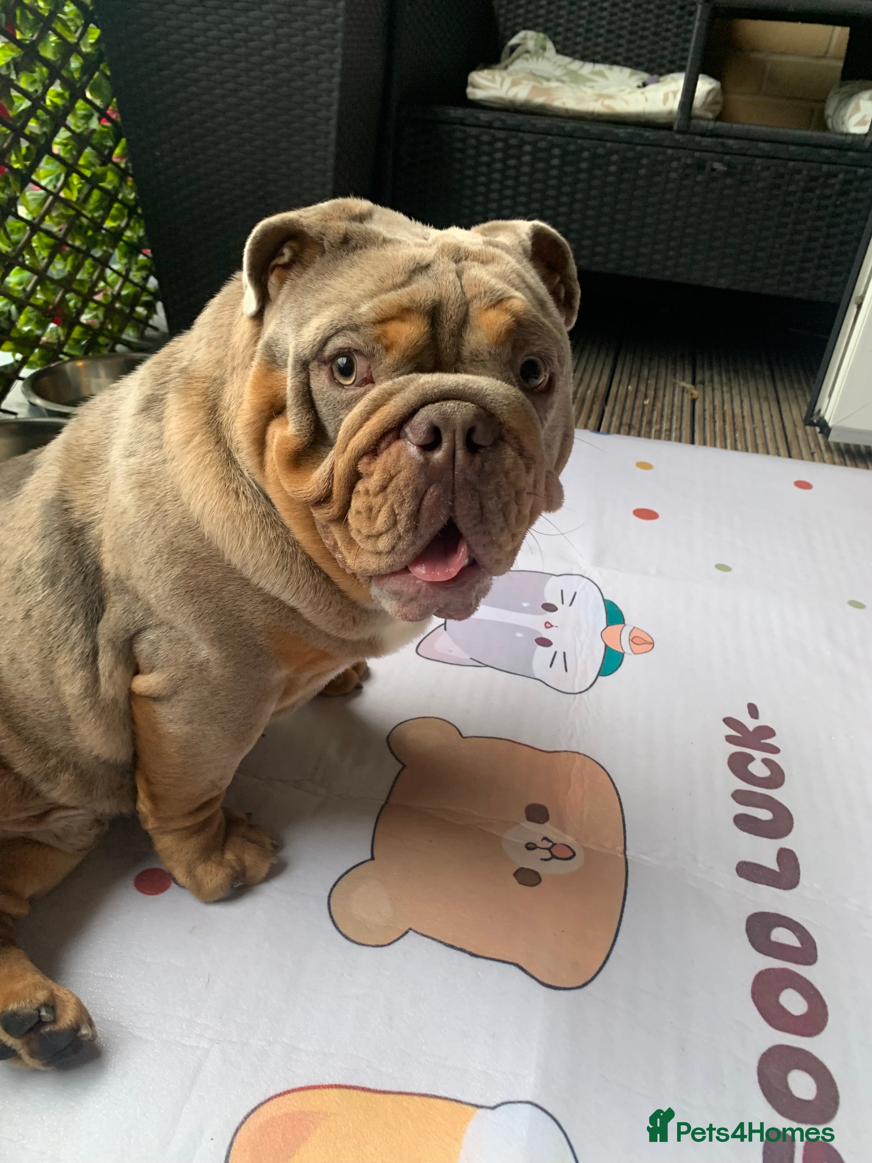 English Bulldog dogs English bulldog - Advert 4