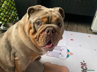 English Bulldog dogs English bulldog - Advert 16