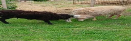 Sheep livestock for sale: Registered Pedigree Ouessant ewes, wethers, lambs - Advert 8