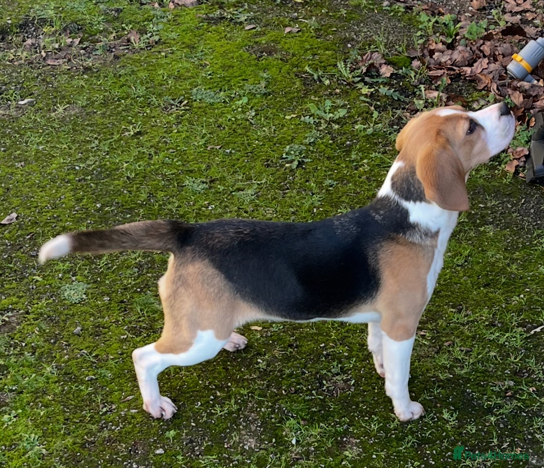 Beagle dogs for sale: Beautiful Girl (9 month old) - Advert 3