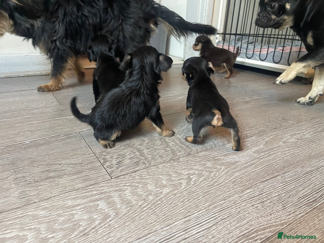 Mixed Breed dogs for sale: Jackapoo/French bulldog  - Advert 14