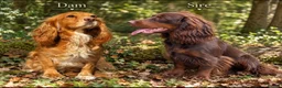 Cocker Spaniel dogs for sale: 🐾 Beautiful Working Cocker Spaniel Puppies 🐾 - Advert 1