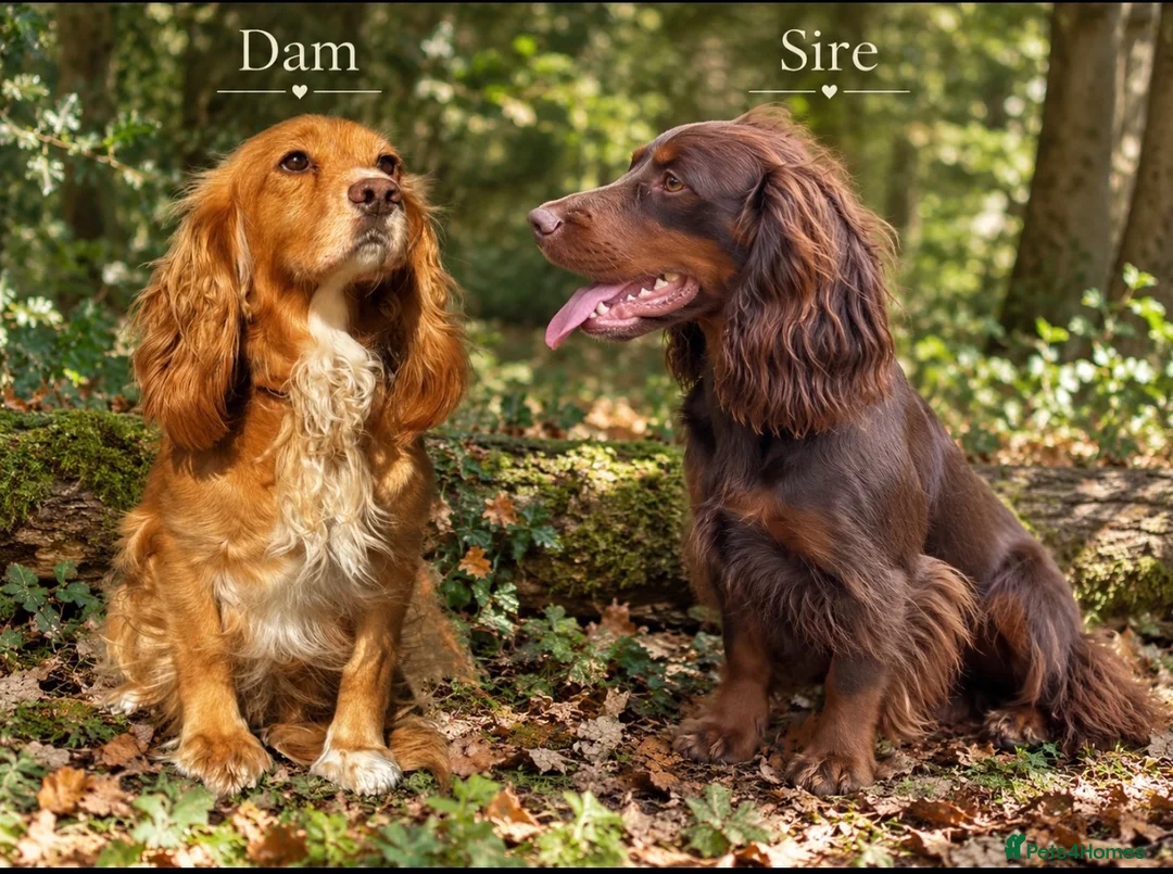 Cocker Spaniel dogs for sale: 🐾 Beautiful Working Cocker Spaniel Puppies 🐾 - Advert 1