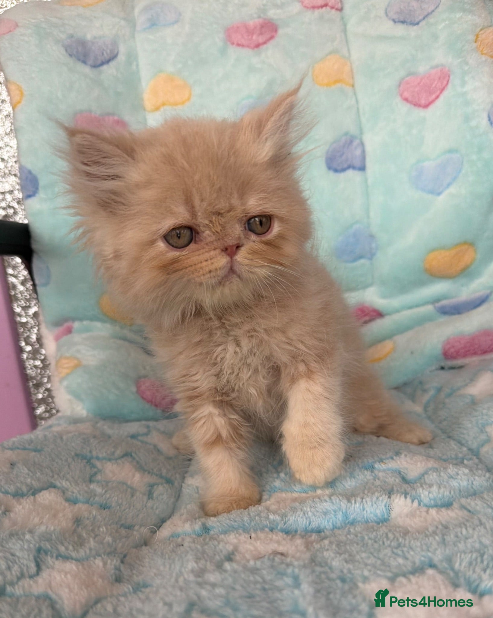 Persian cats Persian kittens  - Advert 2