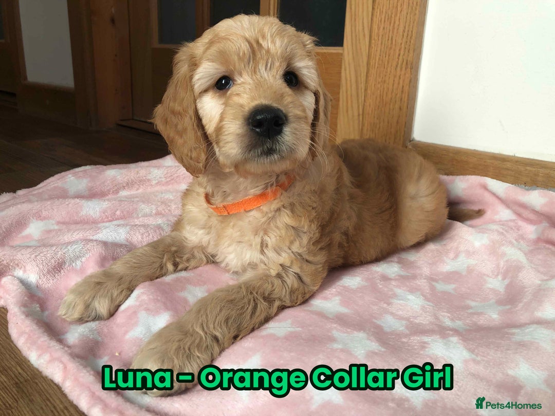 Goldendoodle dogs for sale: F1 Miniature Goldendoodle's 100% DNA Health-Tested - Advert 20