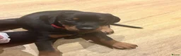 Dobermann dogs for sale: KC Registered big and strong Doberman puppies!! - Advert 6