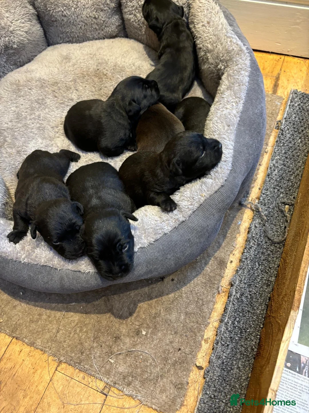 Patterdale Terrier dogs for stud: Patterdale/Black fell terrier for stud in Liverpool - Advert 8