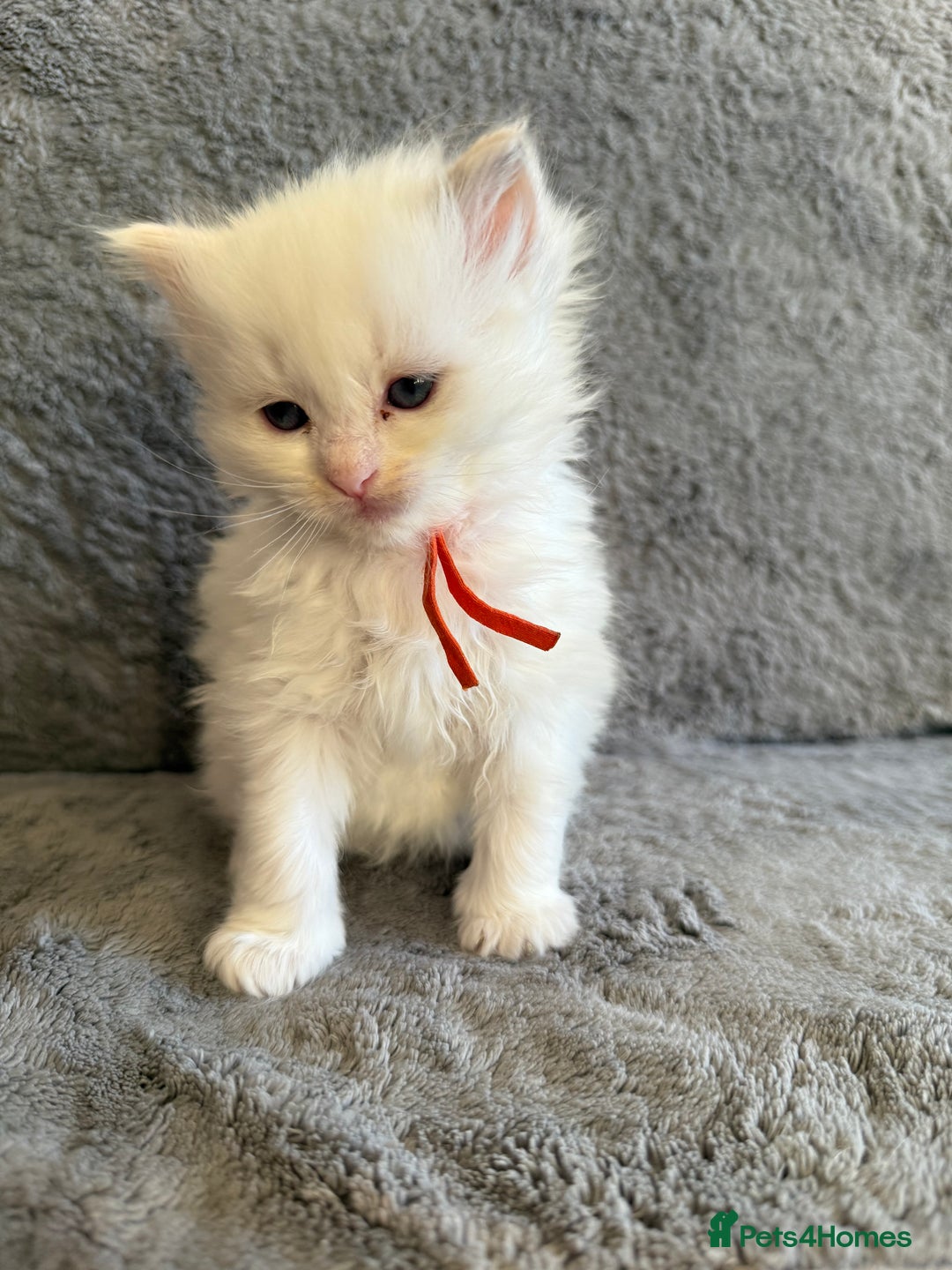 Ragdoll cats for sale: Genetically tested parents 6 Adorable Kittens  - Advert 5