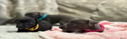 Italian Greyhound dogs for sale: 🏡 KC Italian greyhound puppies for sale 🏡 - Advert 4