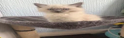 Ragdoll cats for sale: Ragdolls READY NOW  - Advert 8