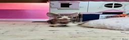 Devon Rex cats for sale: Beautiful pure Devon Rex kittens  - Advert 13