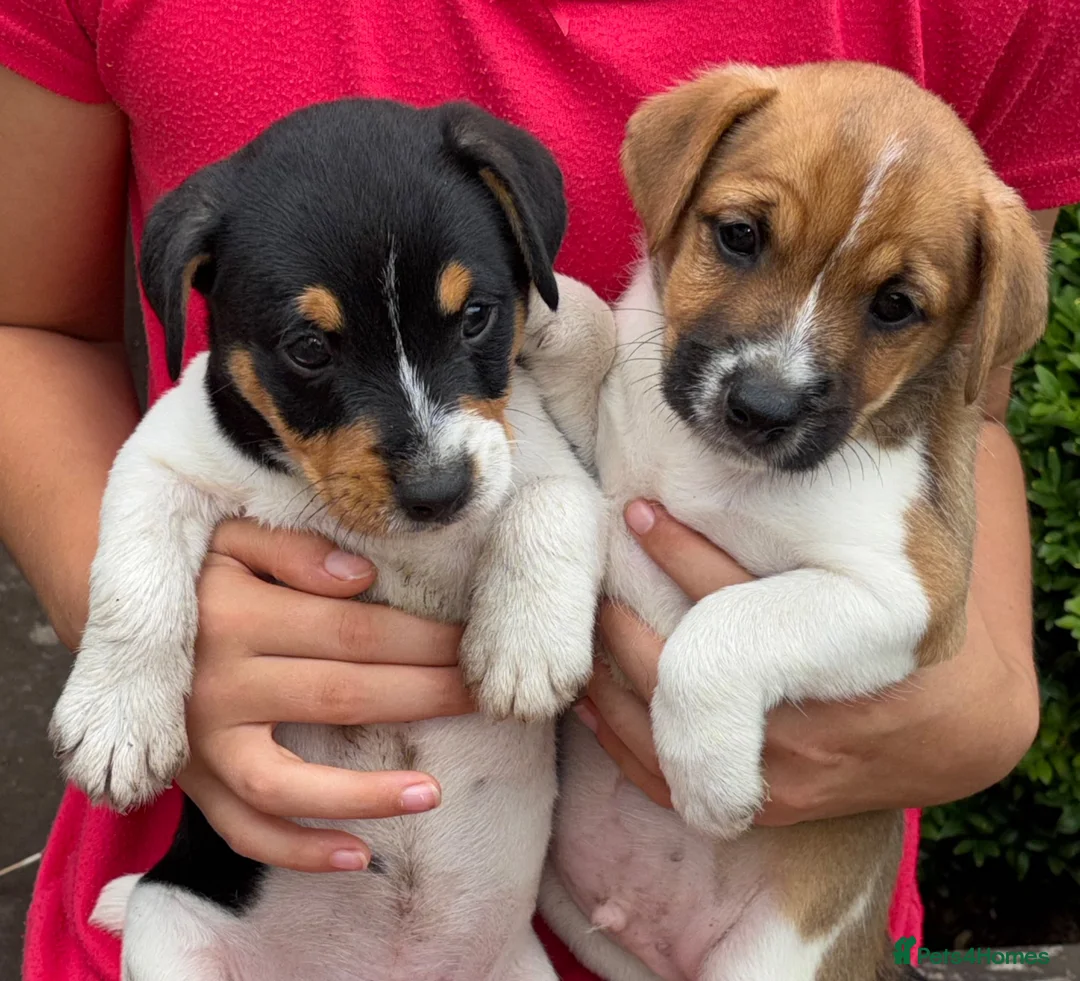 Jack Russell dogs for sale: Jack Russell puppies  in Swanley - Advert 10
