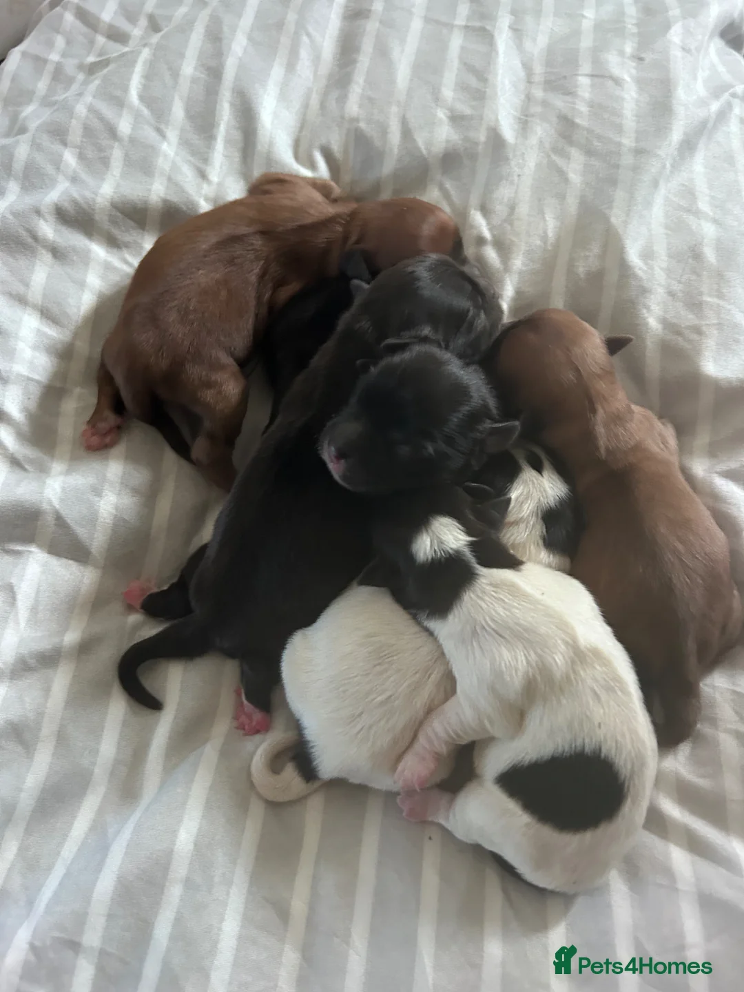 Pomchi dogs for sale: Pomchi puppies - Advert 16