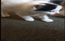 Mixed Breed cats for sale: 3 kitties for sale  - Image 5