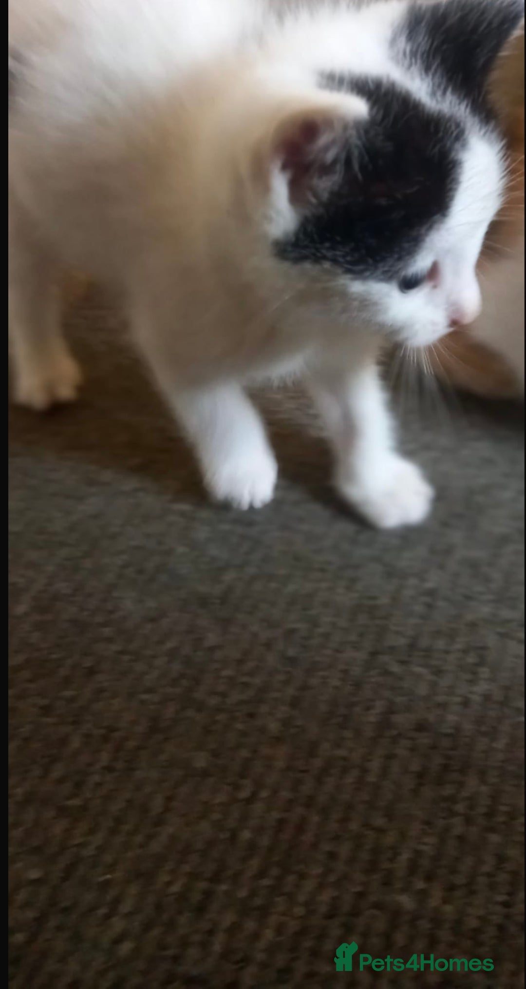Mixed Breed cats for sale: 3 kitties for sale  - Image 5