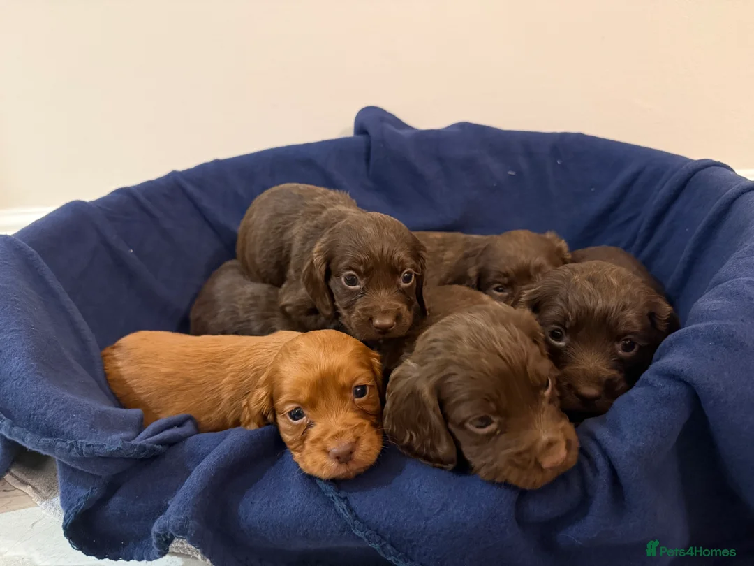 Cocker Spaniel dogs for sale: Adorable litter of 6 puppies - Advert 2