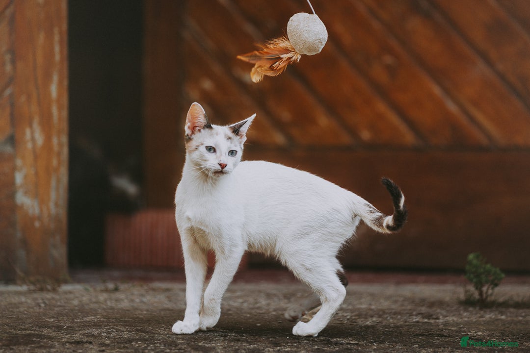 Siamese cats for adoption: Siamese cross and Tortoiseshell sister - Image 7