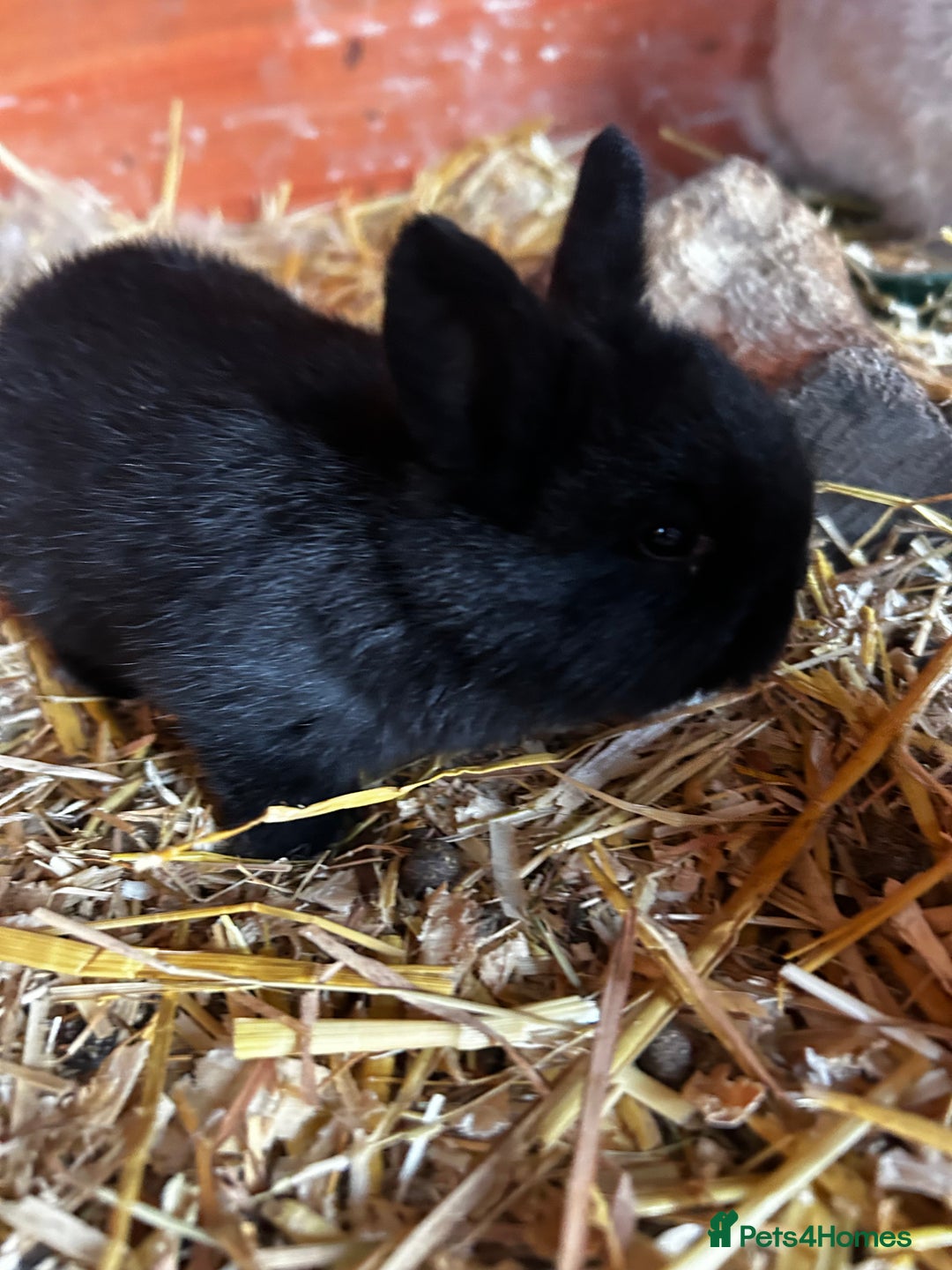 Mixed Breed rabbits for sale: Mini lop x lop - Advert 3