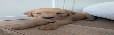 Golden Retriever 1